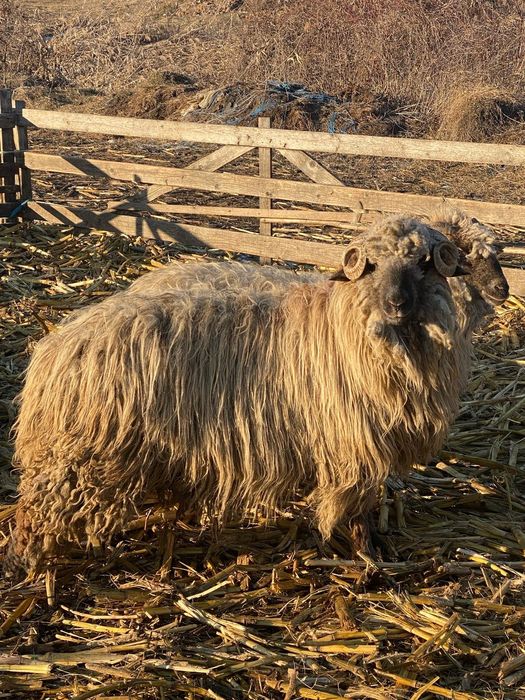 De vânzare 2 berbecuți bucălăi