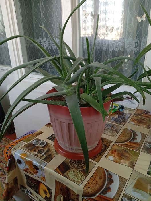 Алоэ цветы продаются недорого алоэ вера и другие