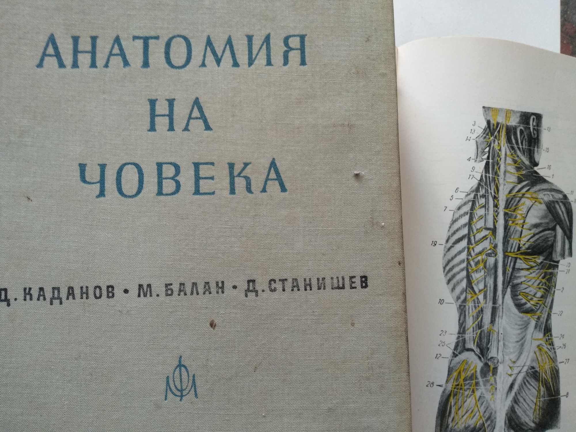 Анатомия на човека-атлас-том-2 -Цветна-1964г-Станишев, Балан, Каданов