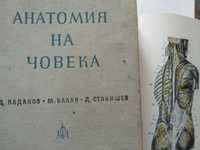 Анатомия на човека-атлас-том-2 -Цветна-1964г-Станишев, Балан, Каданов