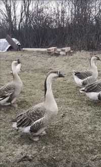 Продават се женски Лебедови гъски