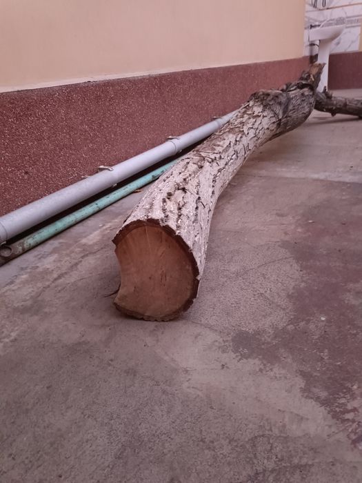 Yongʻoq daraxti sotiladi