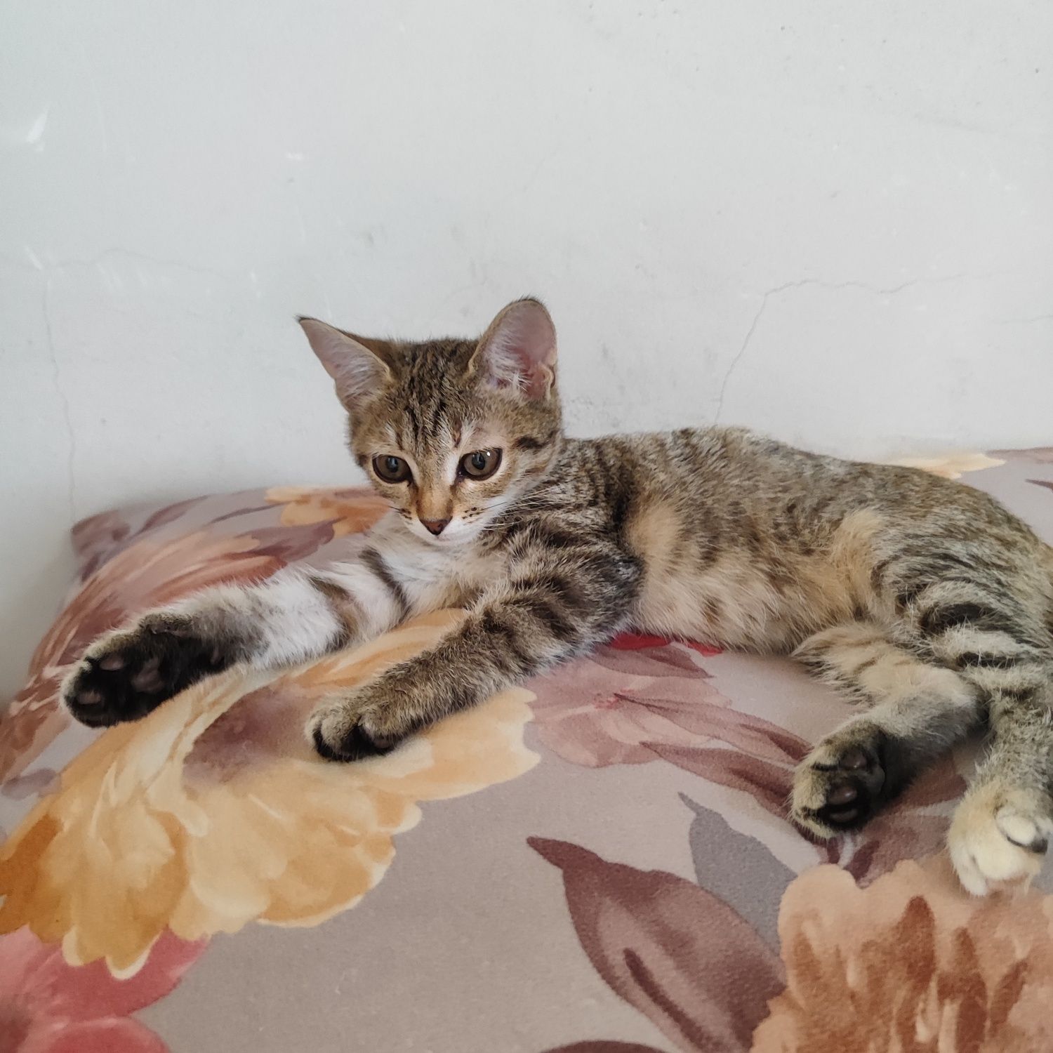Отдам котята девочку бауырластар 2