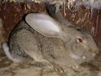 Продам молодых крольчат породы Фландр им 1 месяцев все крольчата здоро