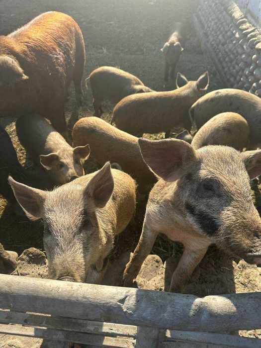 Свиньи 4 месяца.