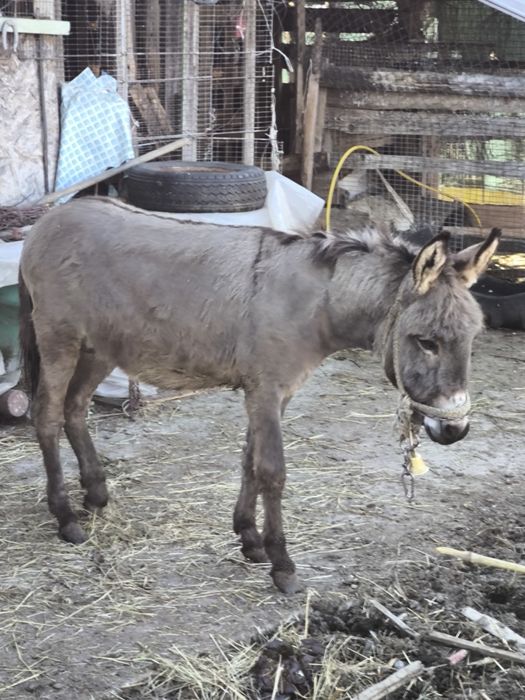 Vând măgăriță și măgar