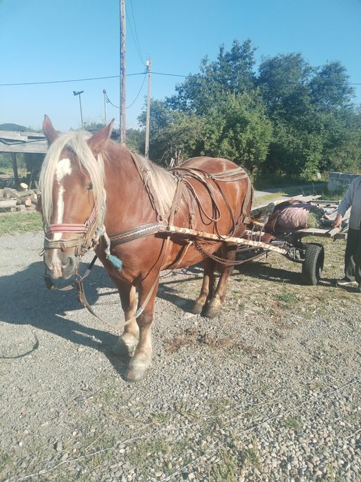 Cal mascul de 7 ani