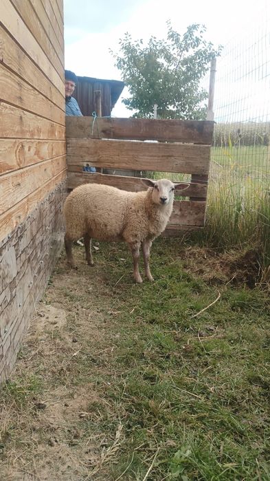 Berbecuț texel 5 luni