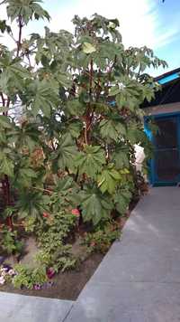 Семена Царского дерева, декоративной фасоли, декоративного подсолнуха