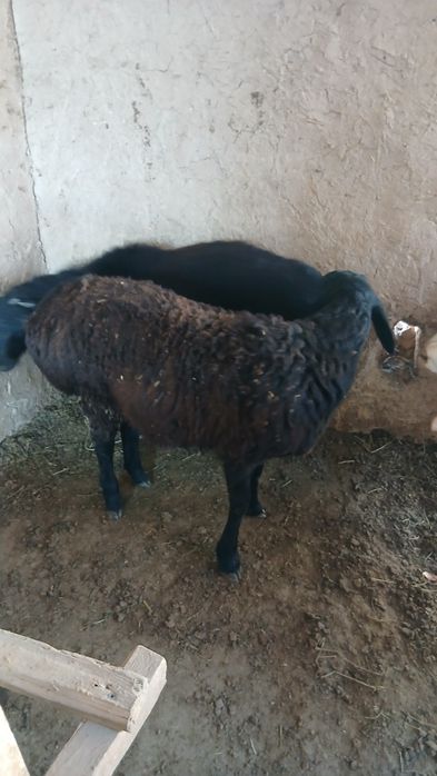 Quchqorlar sotiladi 2ta barra