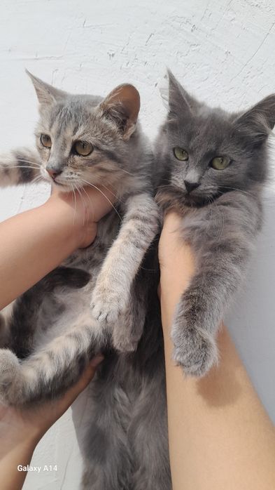 Отдам кошек бесплатно