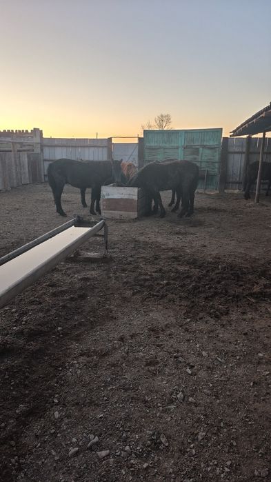 Тайлар бордақы үш ай болды