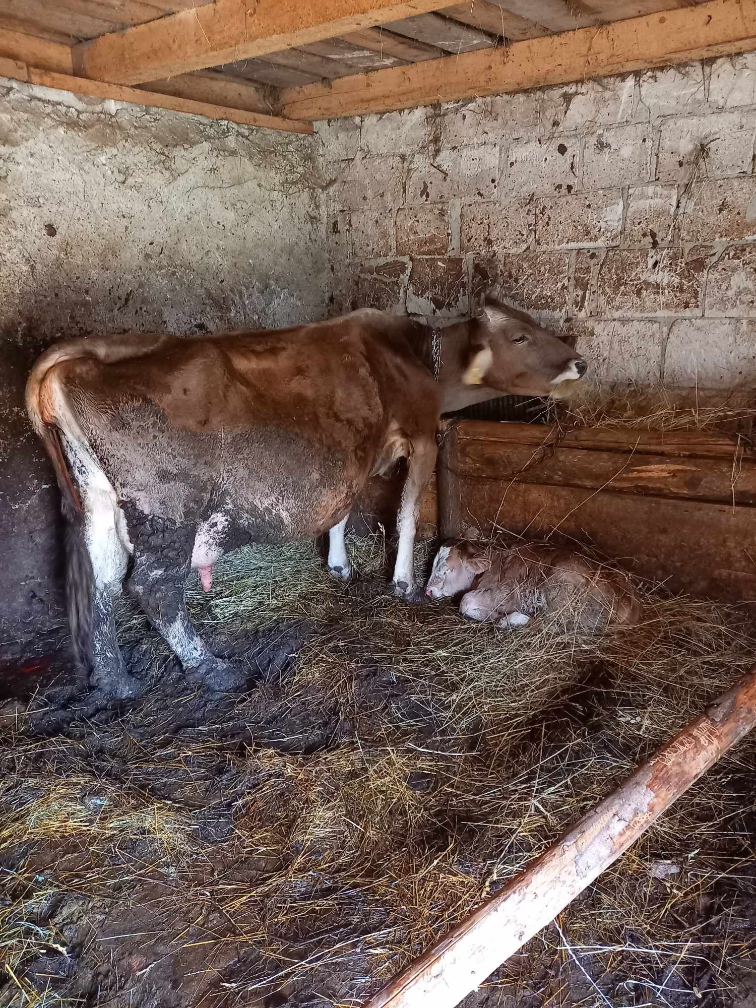 vaca bruna cu vitel  în vârstă de 7 ani