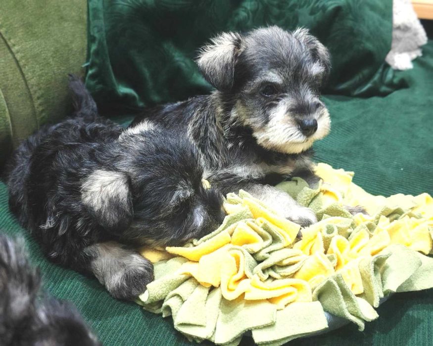 Мини шнауцер (цвергшнауцер)