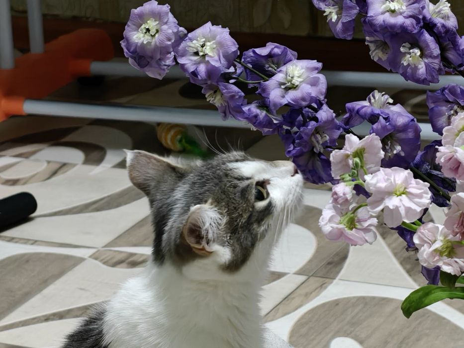 Отдам котенка 6 месяце