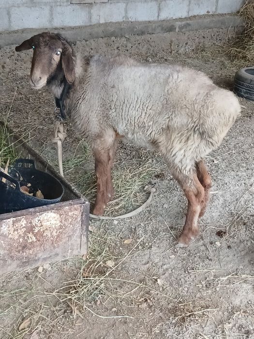 куй йошига тулган шохдор зот