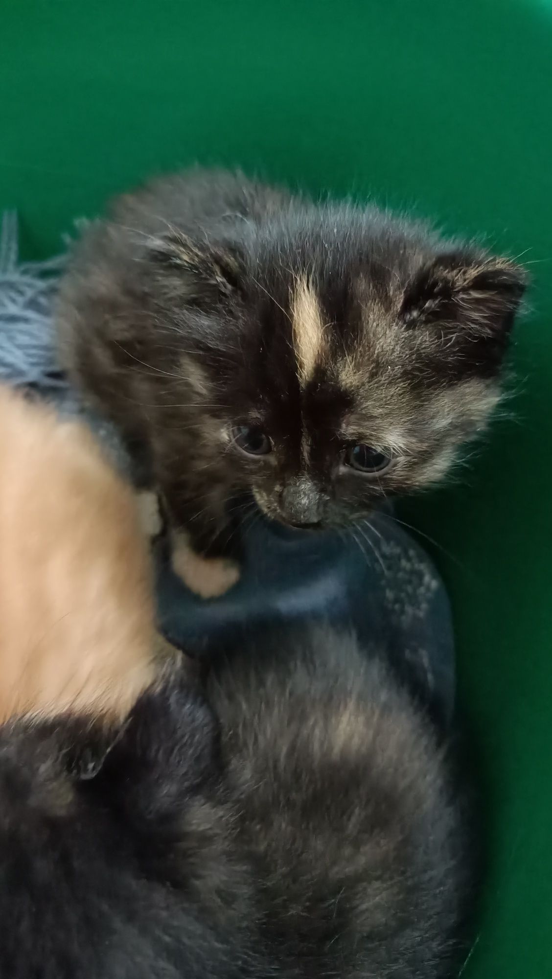 Отдам котят срочно разноцветные девочки