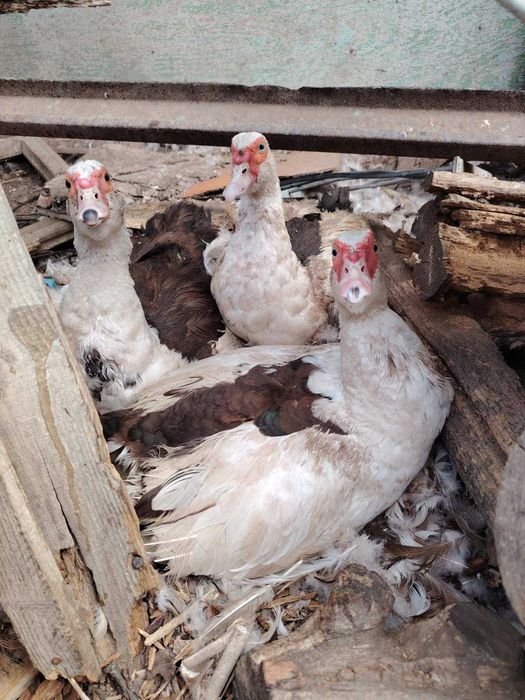 Неми патици млади