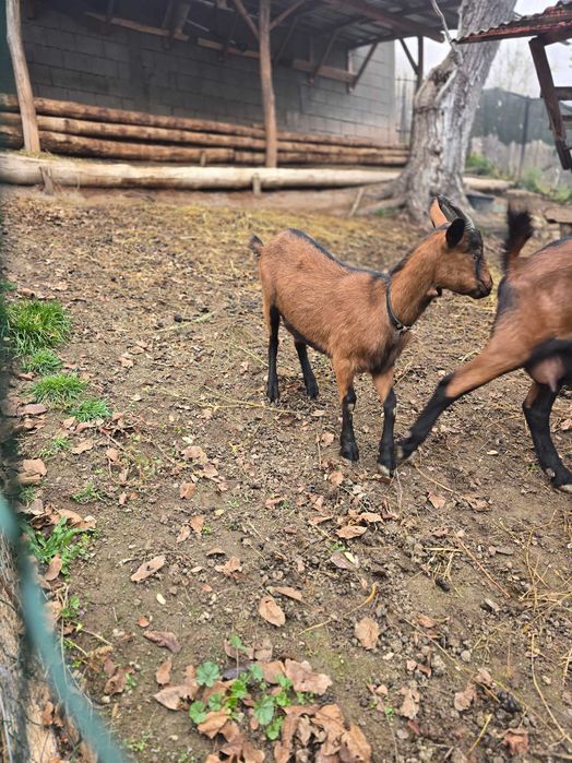 De vanzare iadă alpină franceza rasă pură!