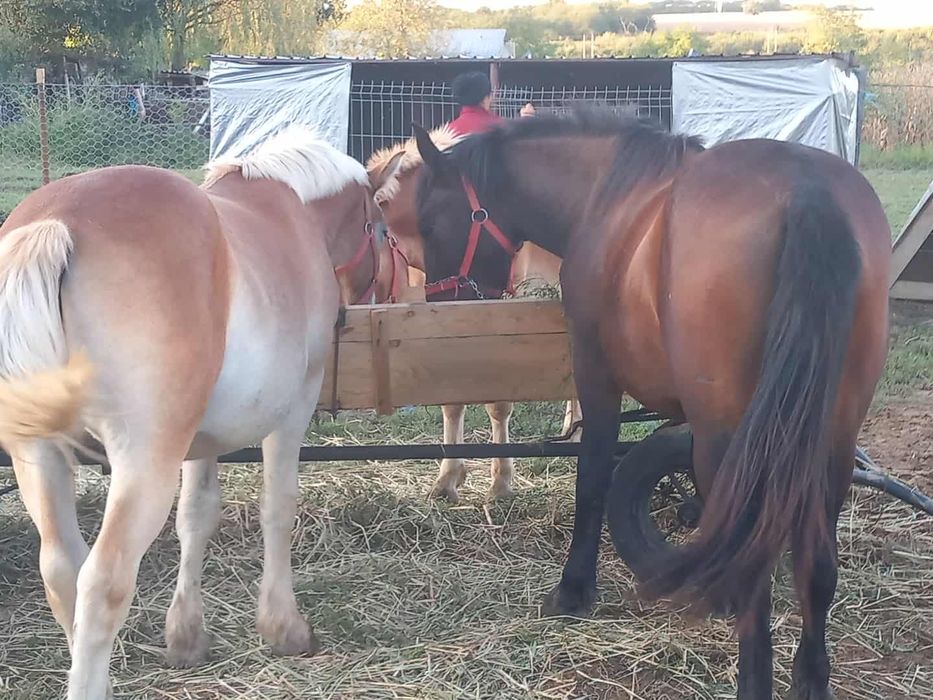 VAND 3 manji de un an și 3luni