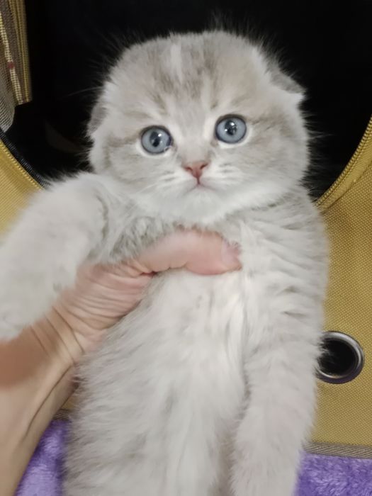 Шладкие котята вислоухие