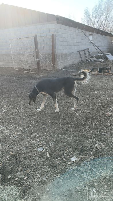 Тазы сатылады жақсы ауызданған тазы жұмыс істеп тұр