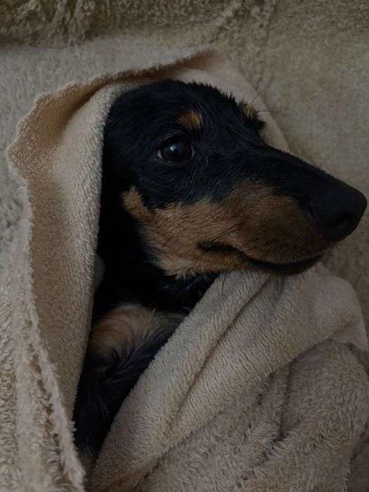 Усть-Каменогорск. Продам таксу