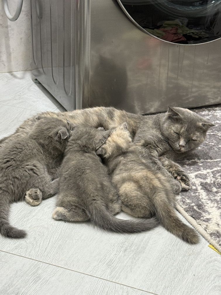 Продаётся кошка - девочка, 2 года