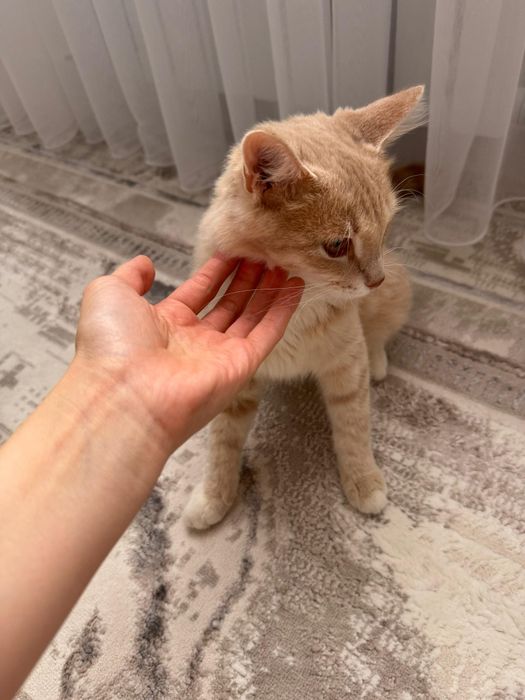 *Бесплатно отдам кошку в добрые руки*  
*Бесплатно отдам кошку в добры