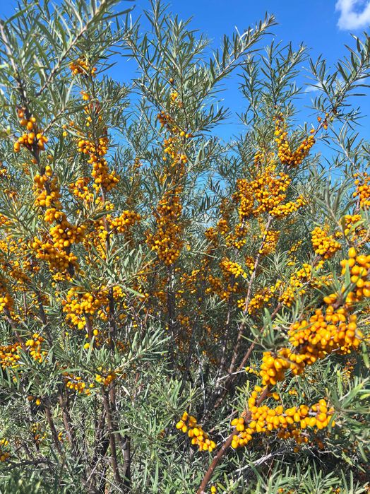Plantatie catina ecologica 5,28ha Ciocani Barlad