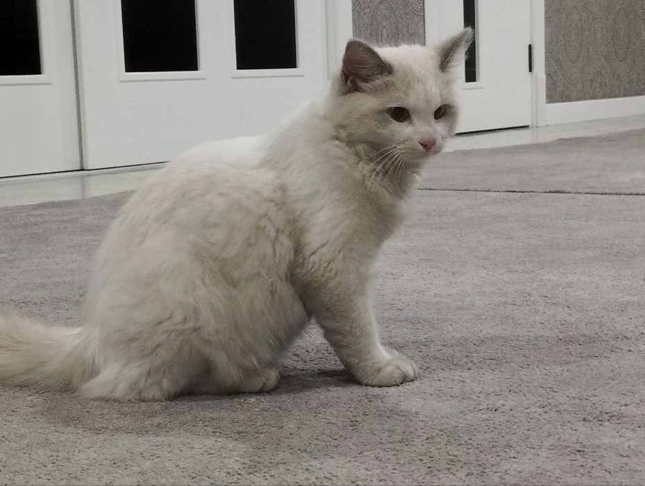 Toza o'g'il bola Regdoll mushugi