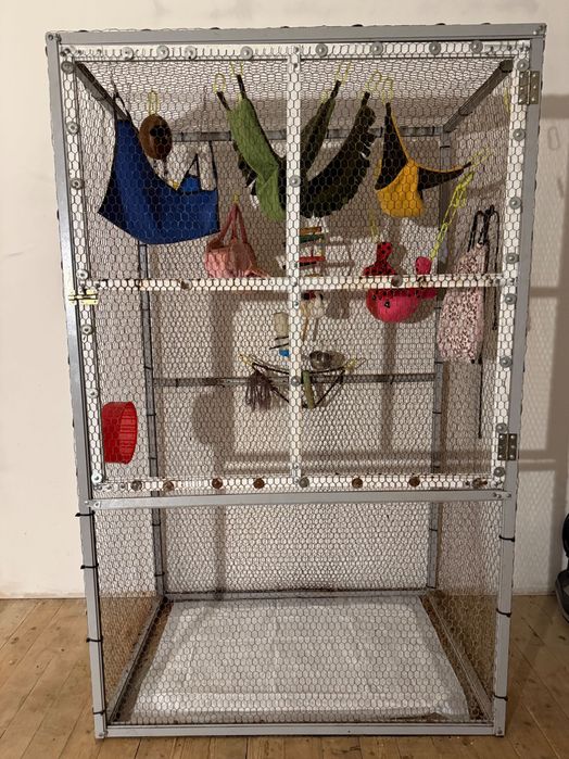 Захарна торбеста летяща катерица