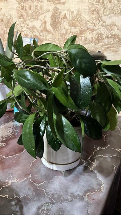 Продам комнатные цветы хойя, мята, эпипремиум, шефлера, орхидея