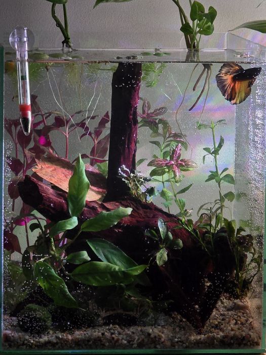Acvariu complet 25L cu peste Betta Halfmoon, melc Pomaceea,neocaridina