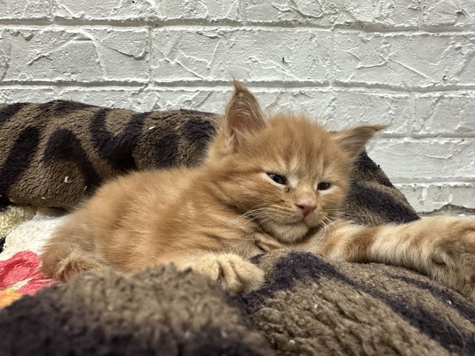 Мейн-кун котенок 1 мес.
