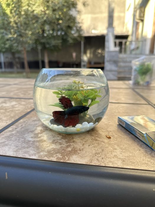 Рыбка петушок декоративные