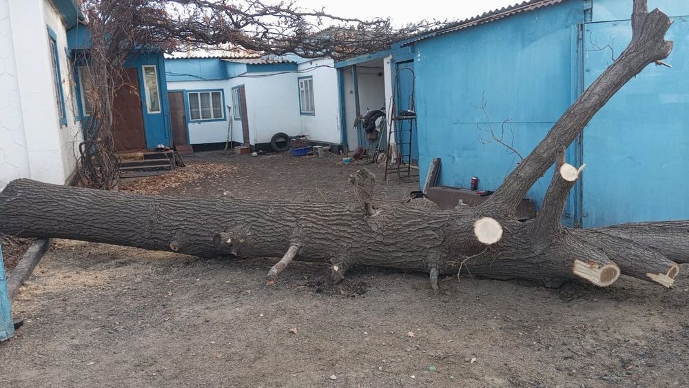 Продам дерево дуб, посёлок Лепсы