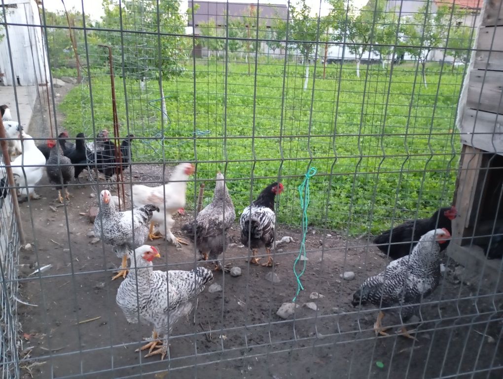 Găini și cocoși de vânzare!