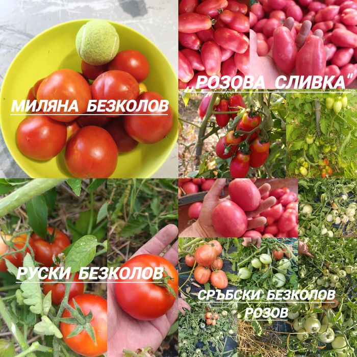 Стари сортове семена от ,,Вълшебната Градина"