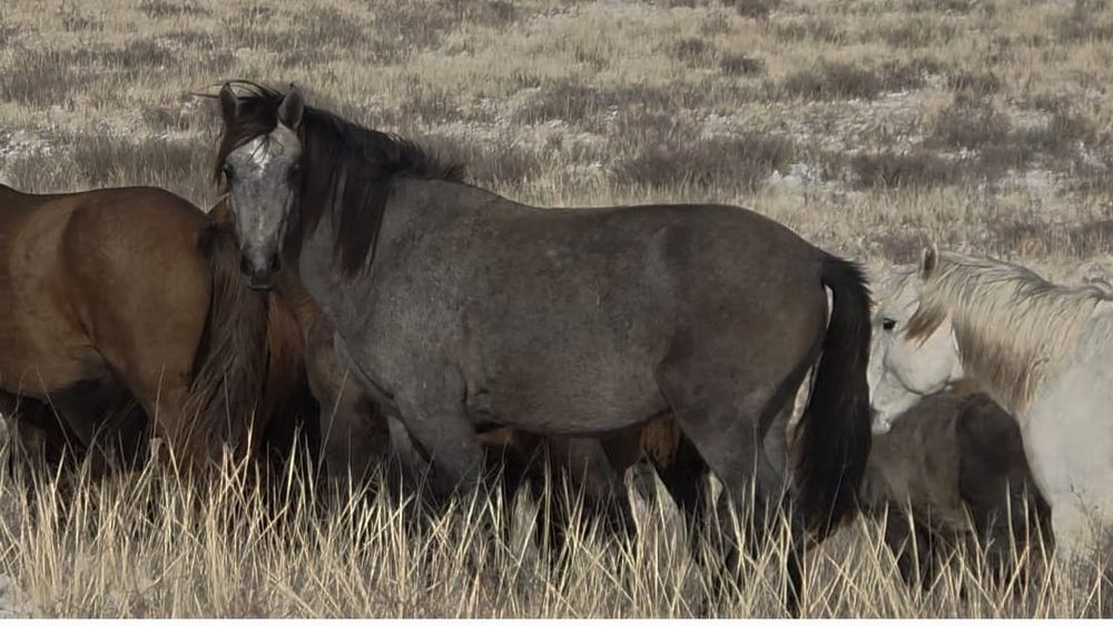 Продам лошодей в количестве 34 голов !!!