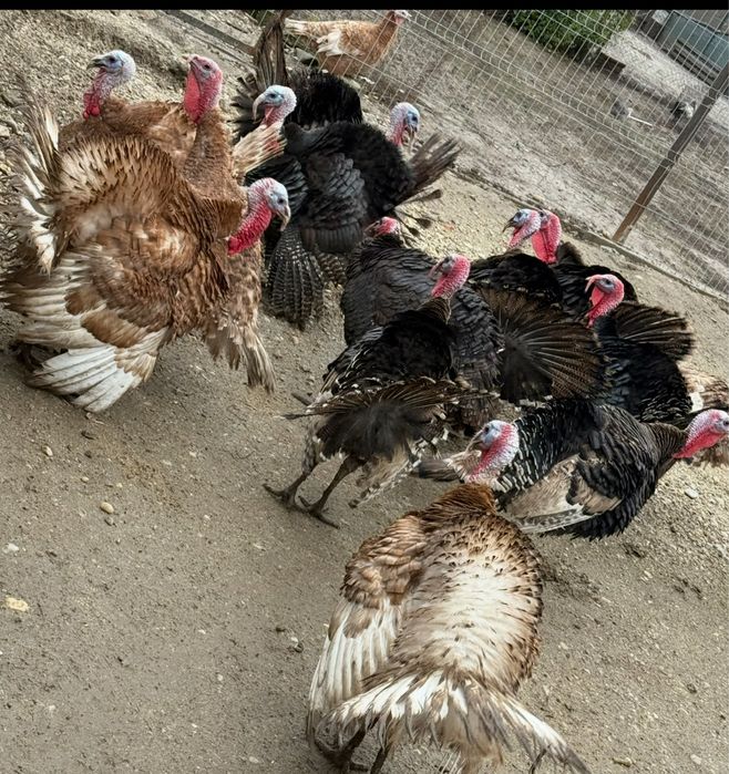 Curcani si curci de vanzare