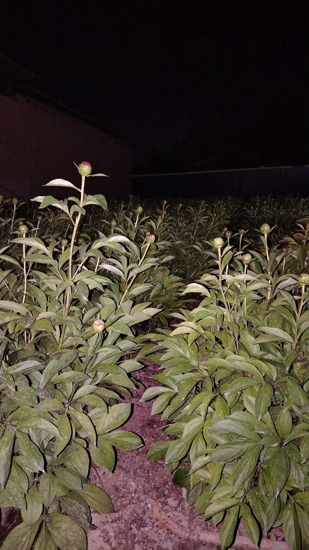 Pion gul va ko'chatlari