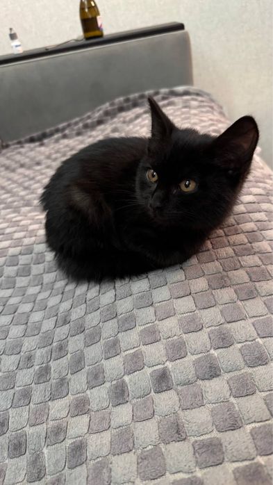 Котенок мальчик ищет добрых хозяев