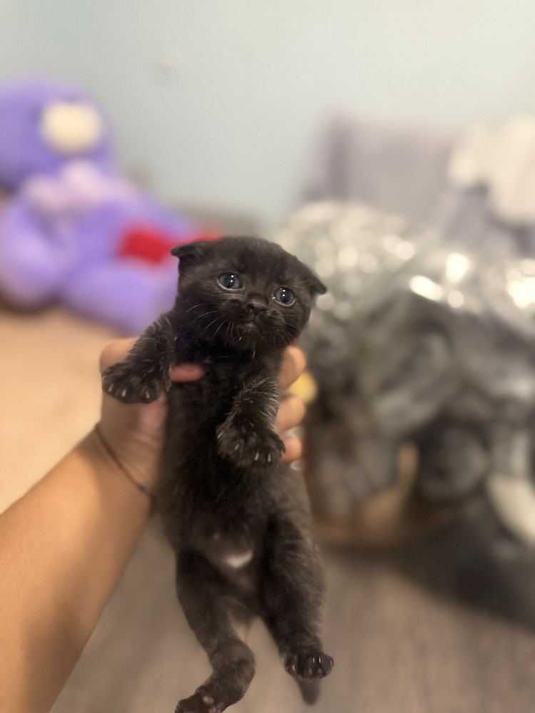 British Shorthair, Мъжко