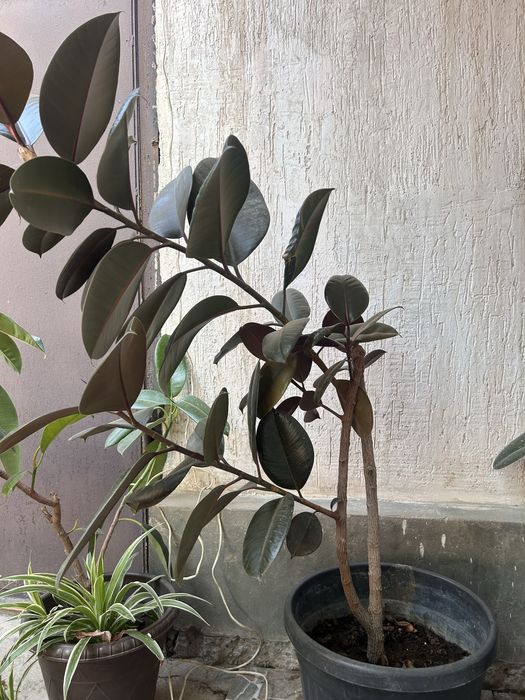 продается растения фикус