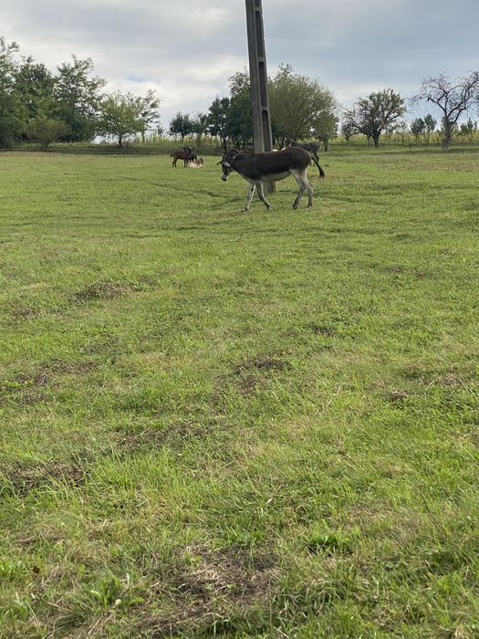 Cand o magarita gestanta  in varsta de 7 ani
