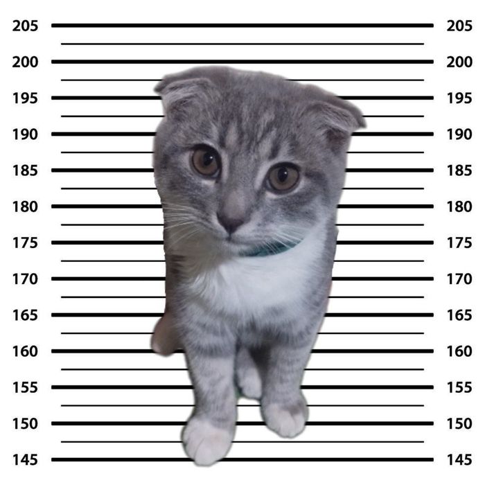 Erkak Scottish Fold