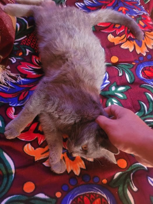 Rus kok mushugi 4 oylik