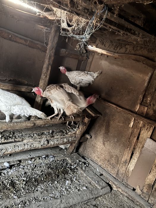 Vand curcani de tara