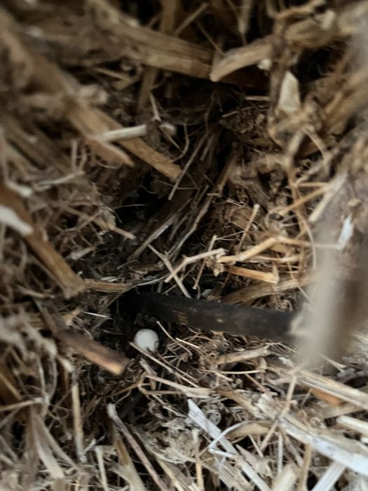 Baloti resturi vegetale de mazare furajera